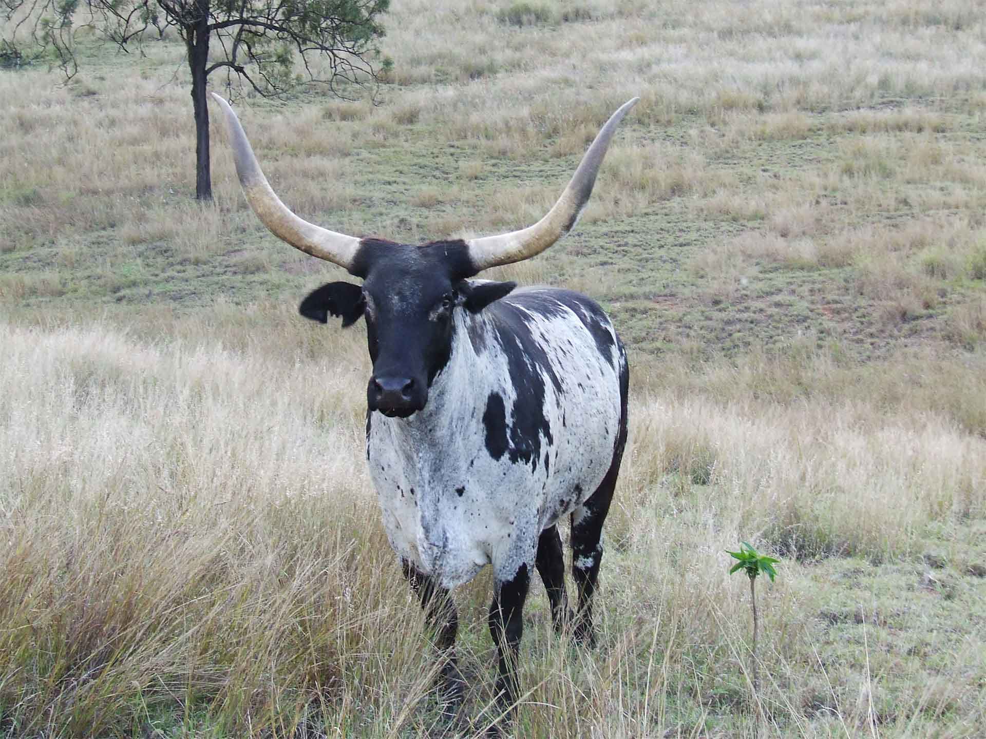 Jerakala Livestock